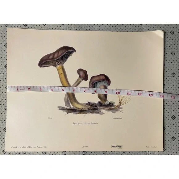 Vintage Art Print - Agaricius rutilus, schoeffer - Picture 3 of 3